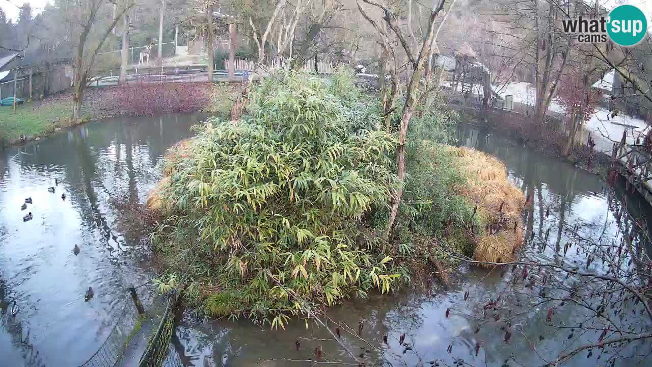 Südlicher Gelbwangen-Schopfgibbon Zoo Ljubljana webcam