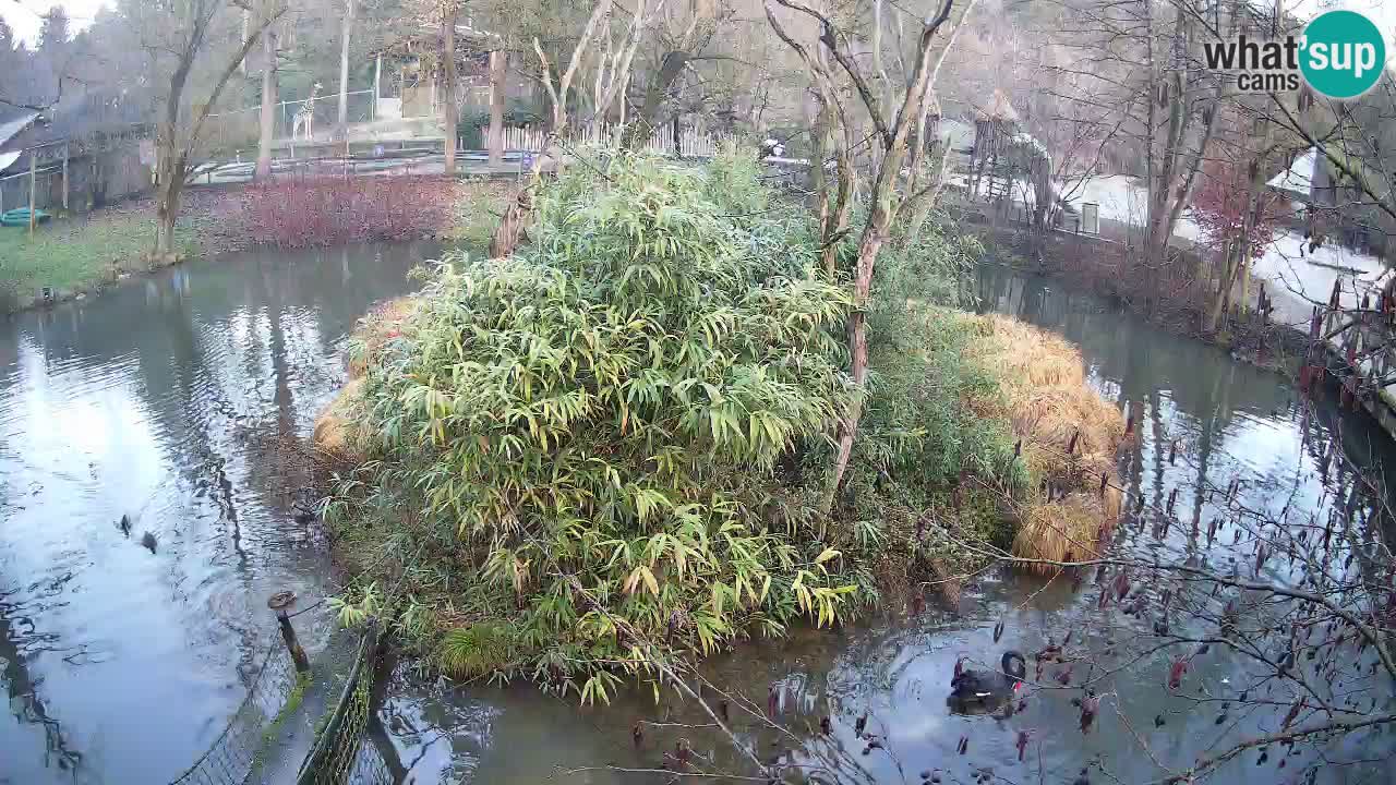 Yellow-cheeked gibbon Zoo Ljubljana livecam