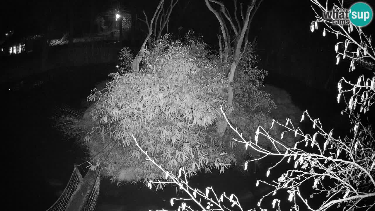 Gibbon à joues jaunes Zoo Ljubljana live cam