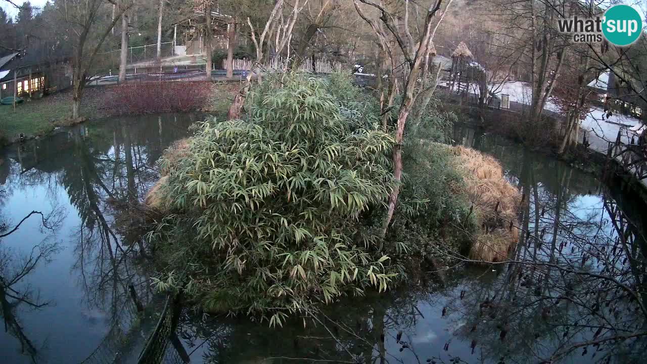 Yellow-cheeked gibbon Zoo Ljubljana livecam