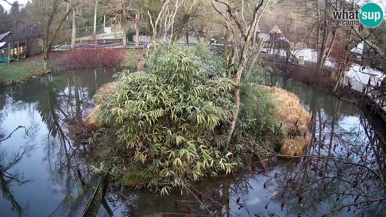 Gibbon à joues jaunes Zoo Ljubljana live cam