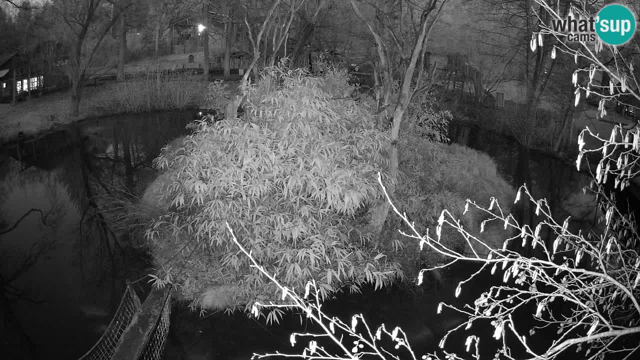 Gibbone dalle guance rosa nello ZOO di Ljubljana