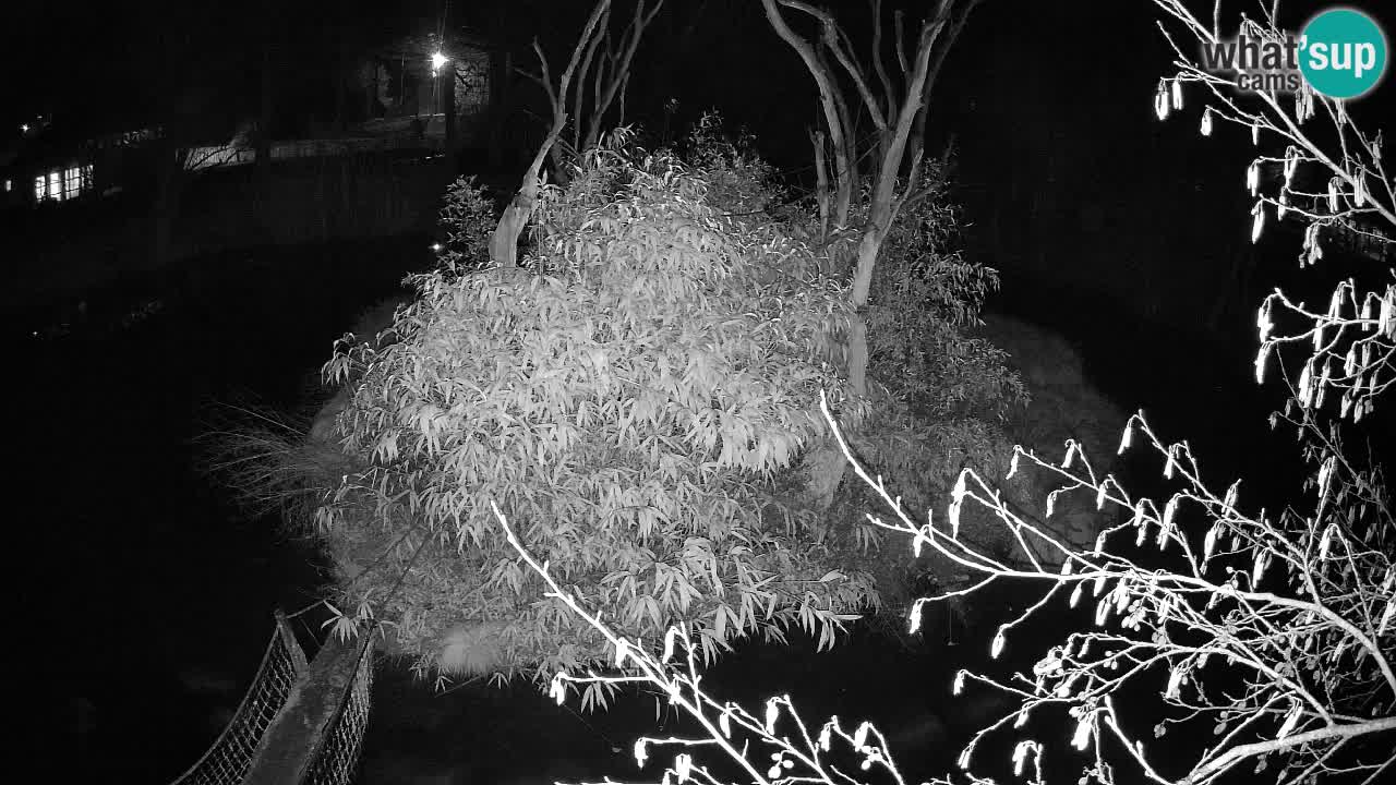 Gibón de mejillas beige Zoo Ljubljana