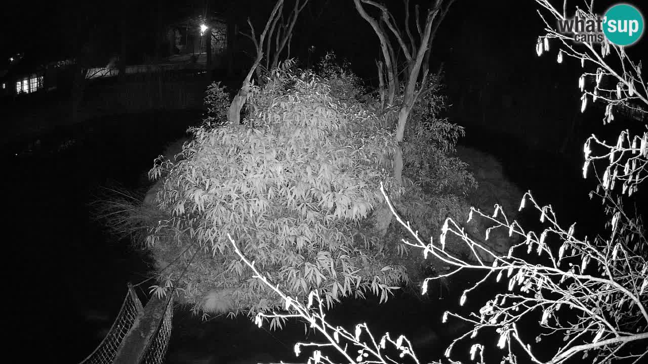 Gibbon à joues jaunes Zoo Ljubljana live cam