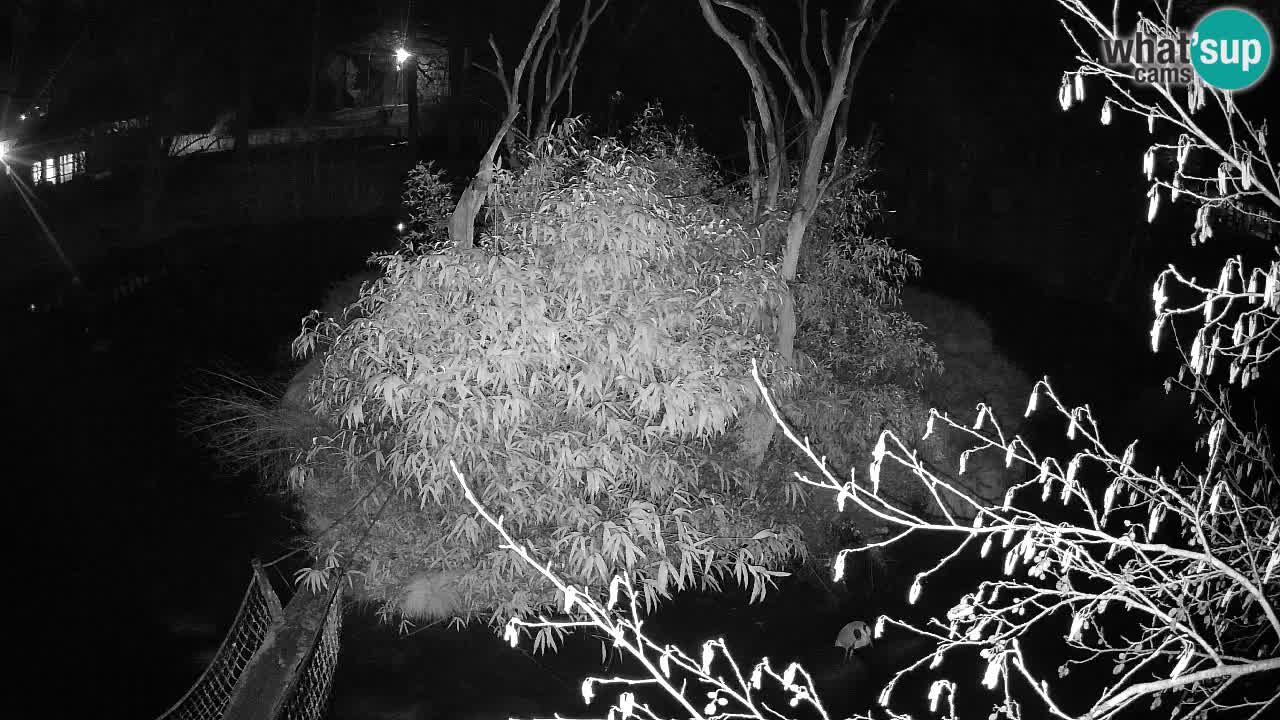 Südlicher Gelbwangen-Schopfgibbon Zoo Ljubljana webcam