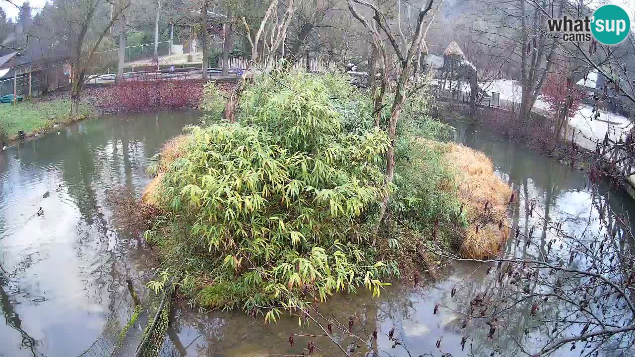 Gibbon à joues jaunes Zoo Ljubljana live cam