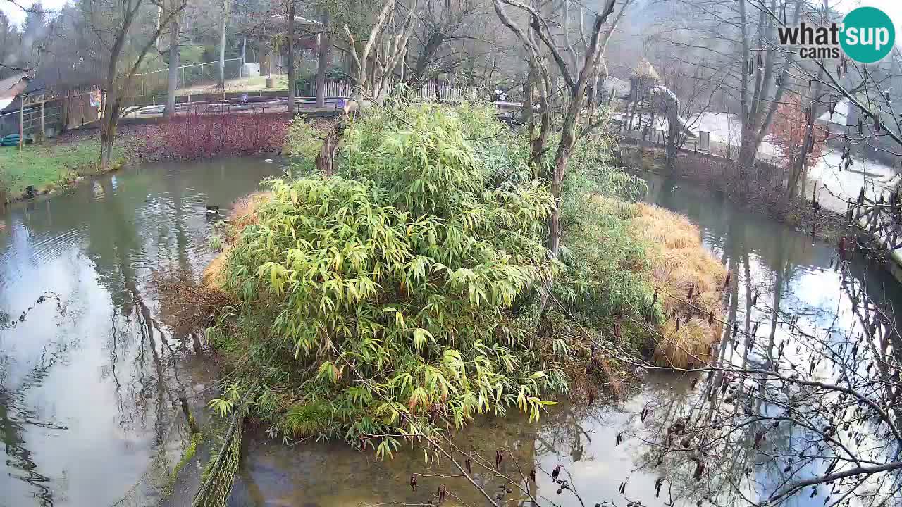 Gibbone dalle guance rosa nello ZOO di Ljubljana