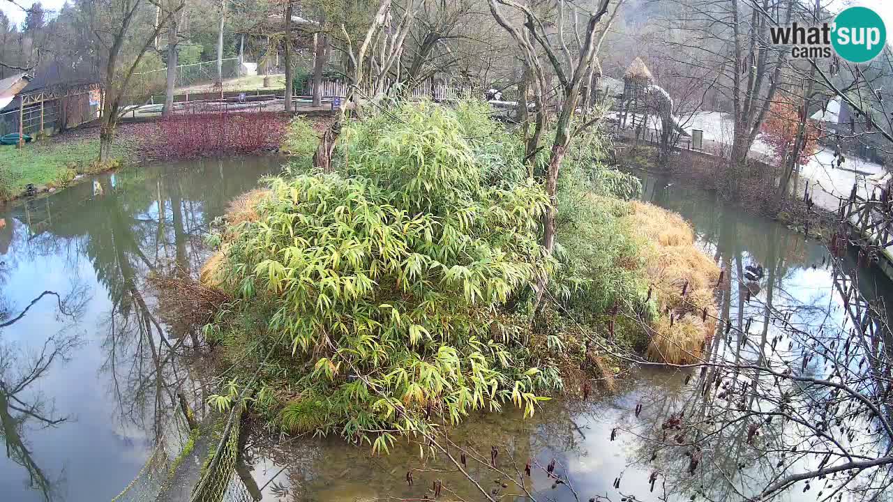 Gibon – Nomascus gabriellae – Zoo Ljubljana web kamera