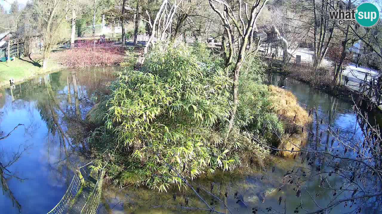 Gibbon à joues jaunes Zoo Ljubljana live cam