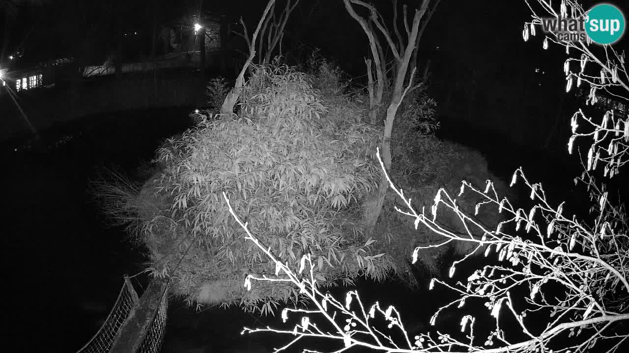 Gibón de mejillas beige Zoo Ljubljana