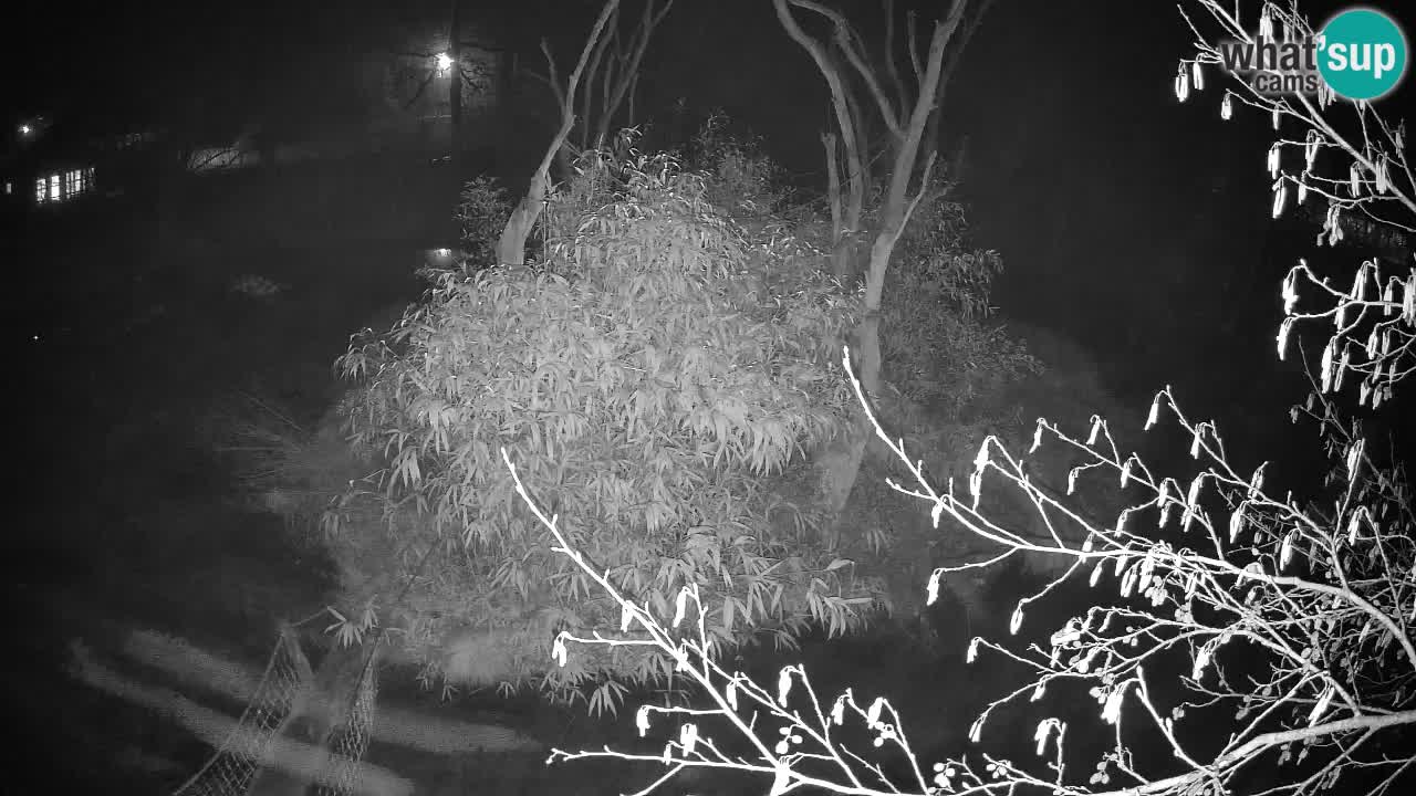 Gibon – Nomascus gabriellae – Zoo Ljubljana web kamera