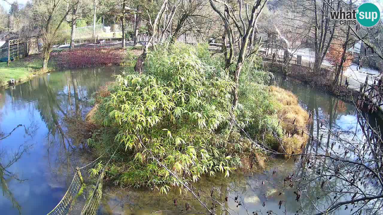 Gibbone dalle guance rosa nello ZOO di Ljubljana