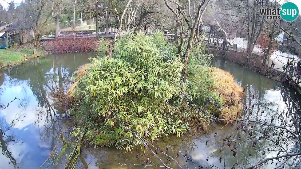 Gibón de mejillas beige Zoo Ljubljana