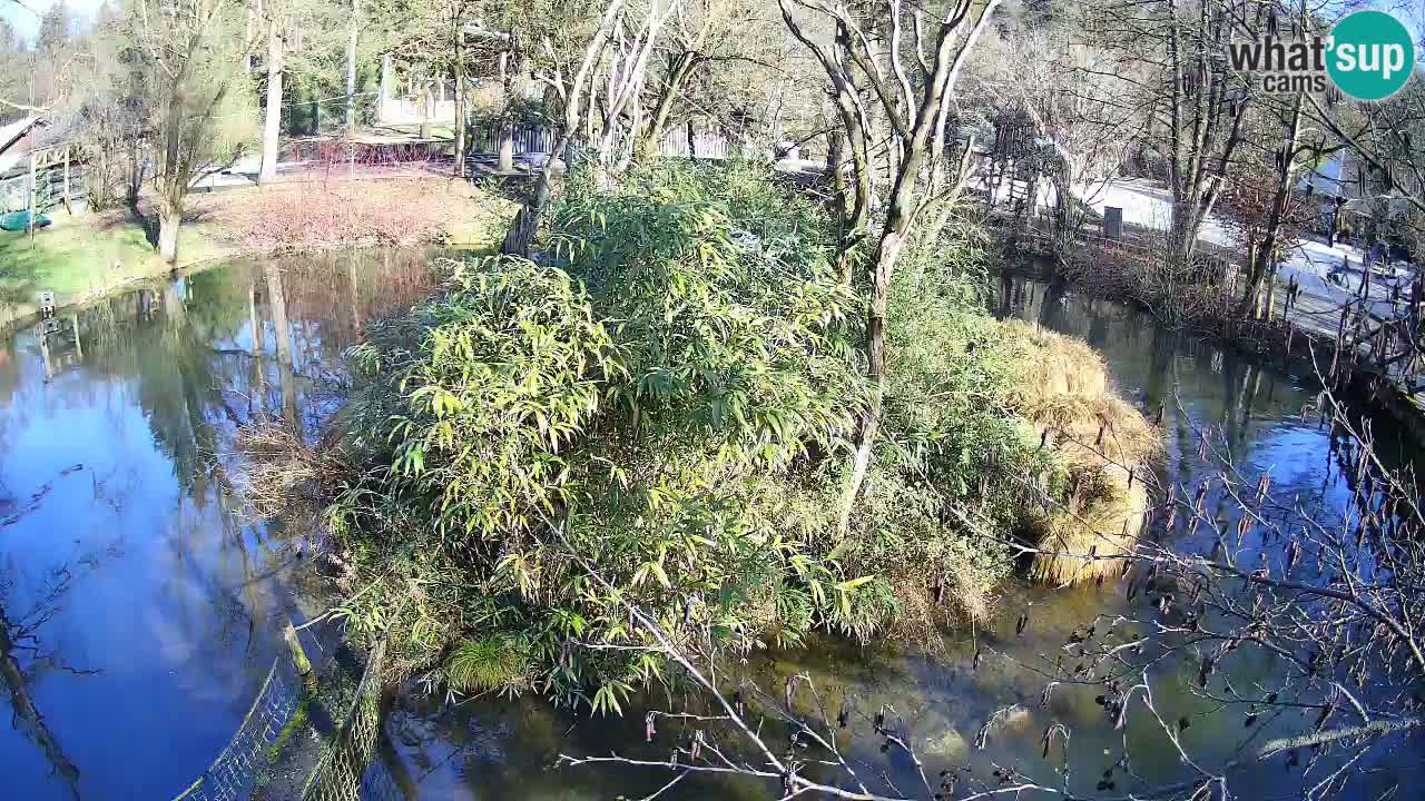 Gibón de mejillas beige Zoo Ljubljana