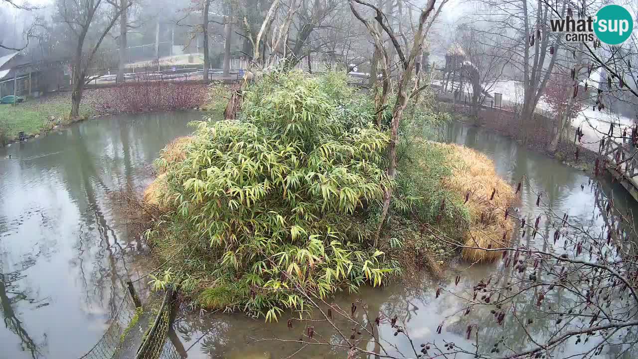 Yellow-cheeked gibbon Zoo Ljubljana livecam