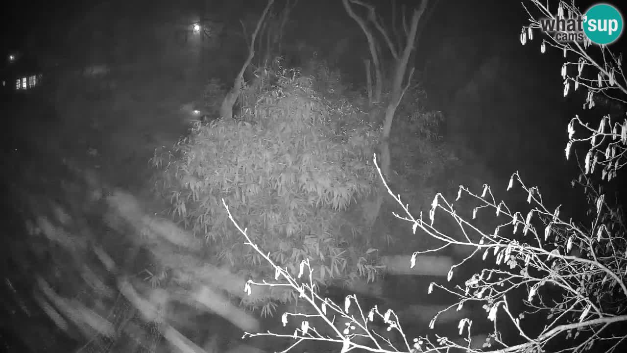 Yellow-cheeked gibbon Zoo Ljubljana livecam