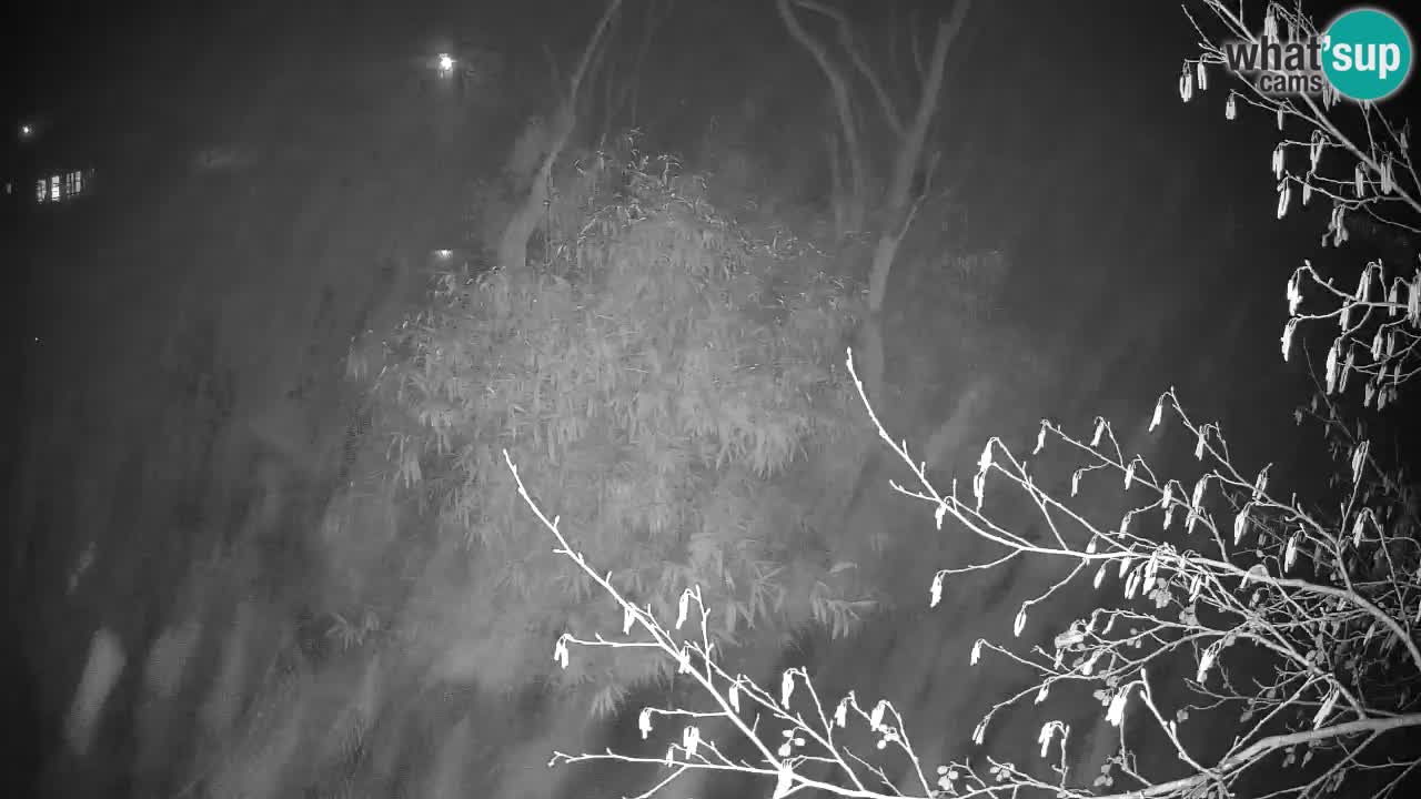 Yellow-cheeked gibbon Zoo Ljubljana livecam