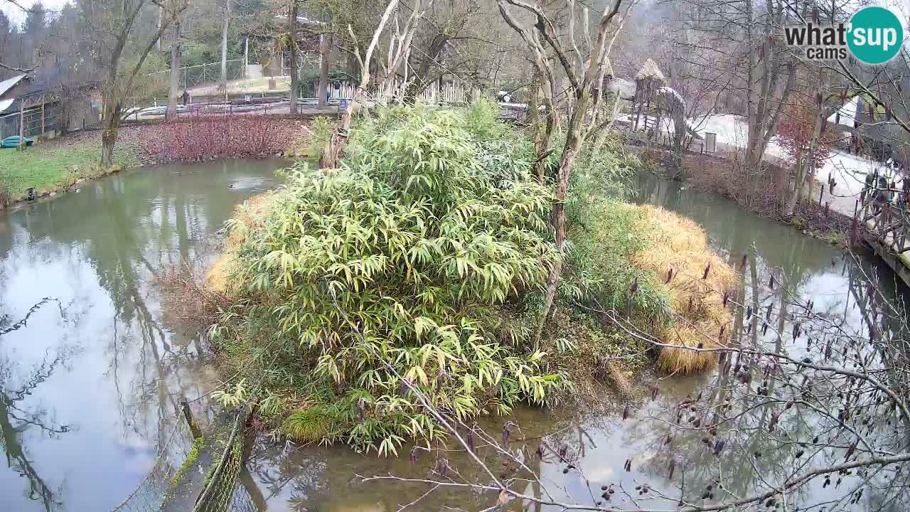 Gibbone dalle guance rosa nello ZOO di Ljubljana