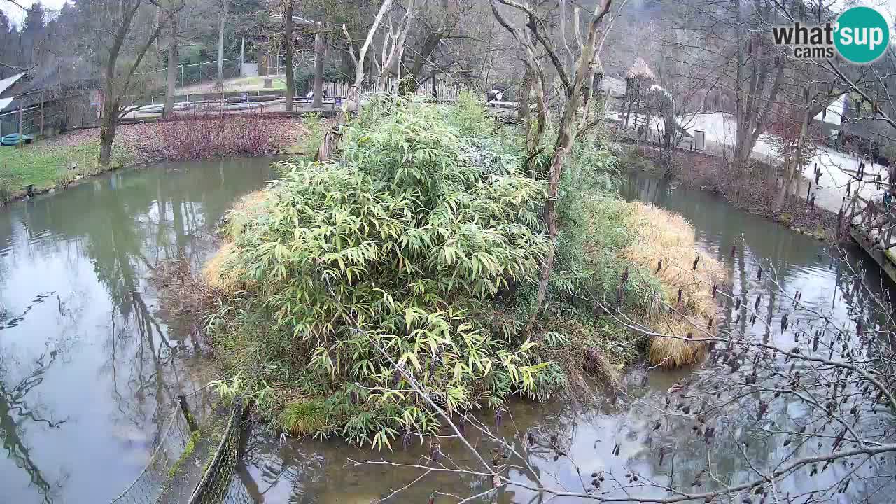 Yellow-cheeked gibbon Zoo Ljubljana livecam