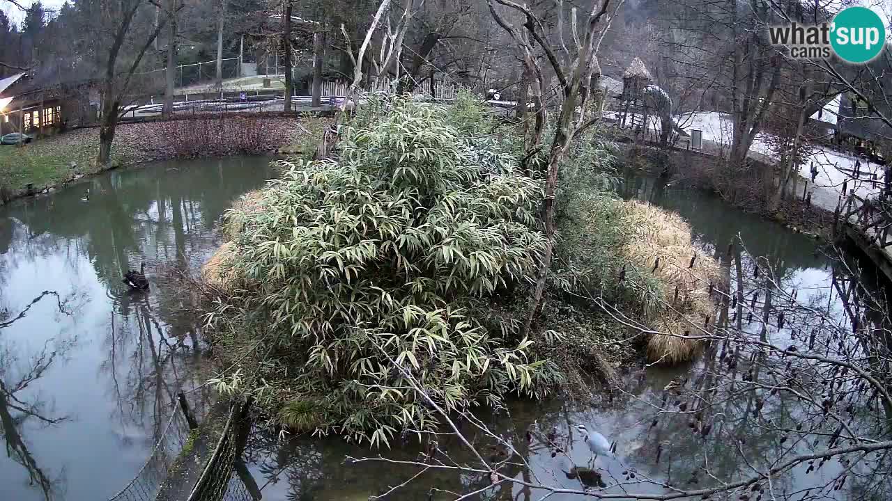 Yellow-cheeked gibbon Zoo Ljubljana livecam