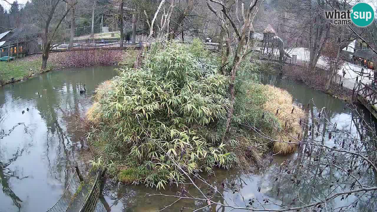 Gibon – Nomascus gabriellae – Zoo Ljubljana web kamera