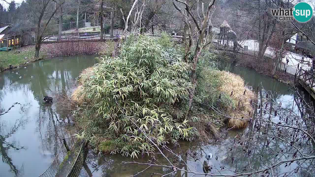 Südlicher Gelbwangen-Schopfgibbon Zoo Ljubljana webcam