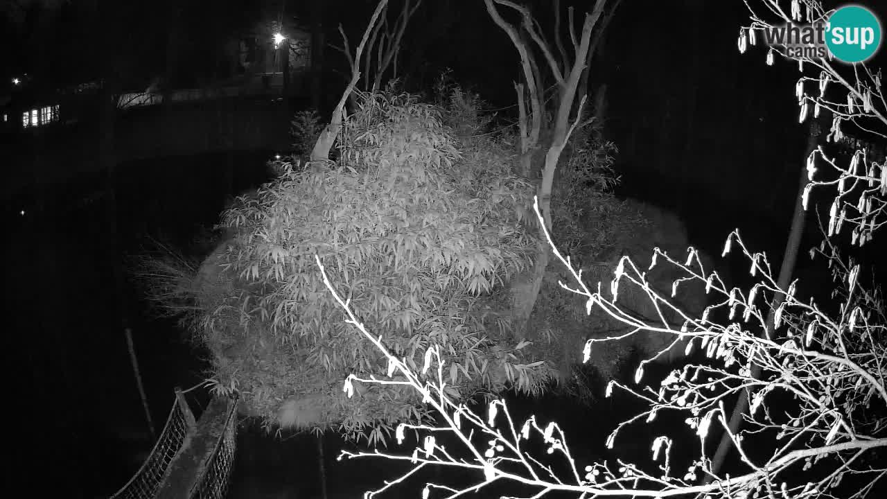 Gibon – Nomascus gabriellae – Zoo Ljubljana web kamera