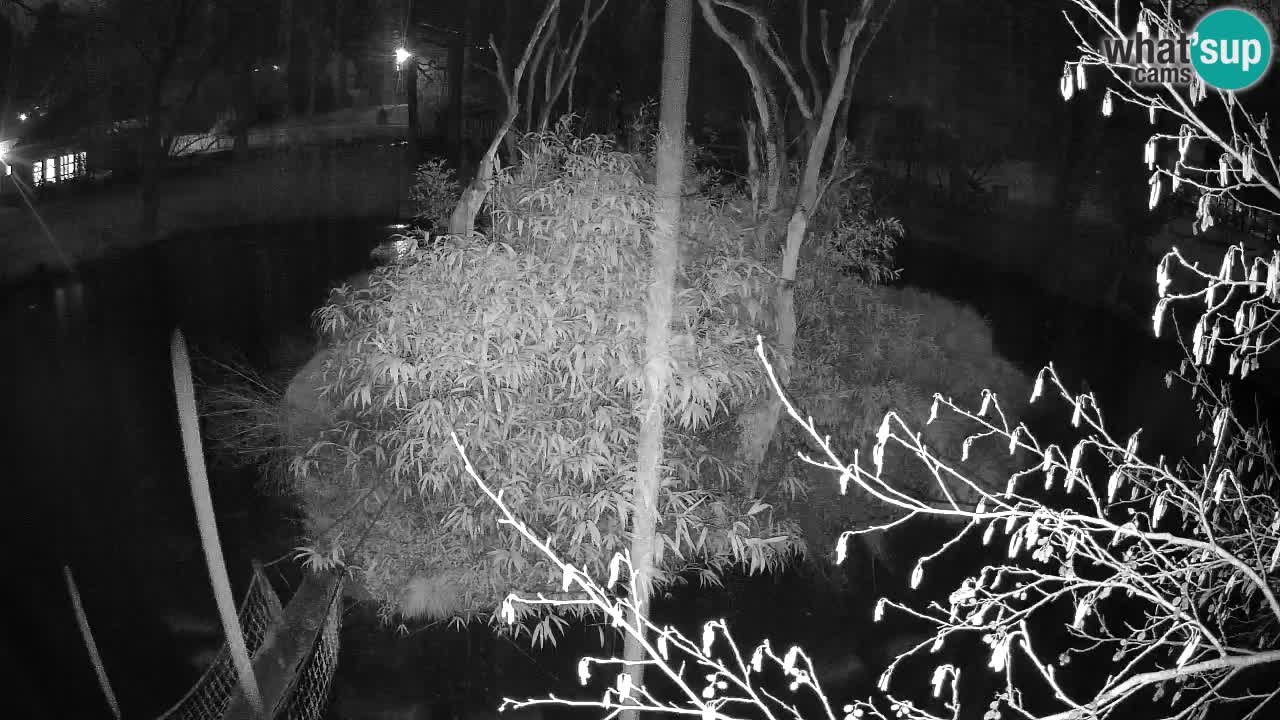 Gibón de mejillas beige Zoo Ljubljana