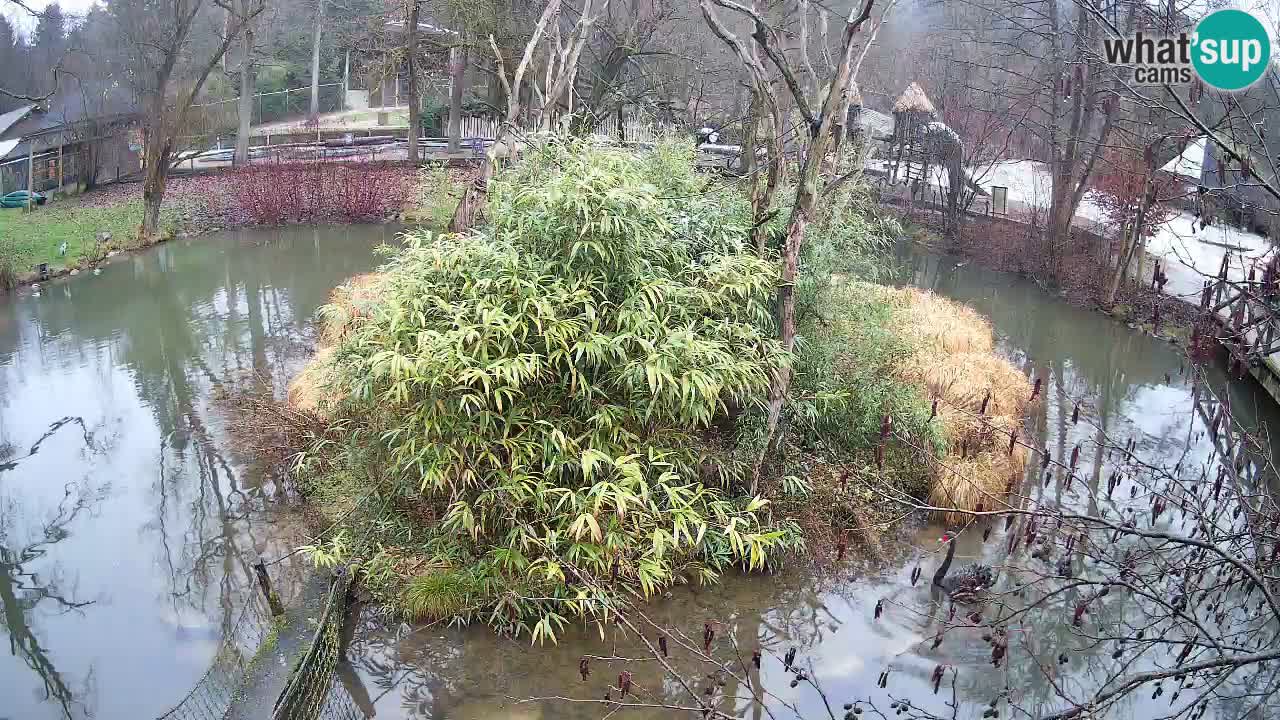 Gibbone dalle guance rosa nello ZOO di Ljubljana