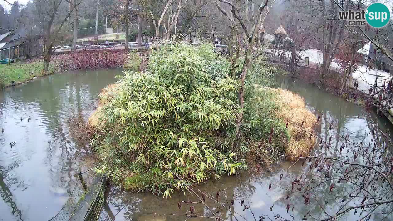 Gibón de mejillas beige Zoo Ljubljana