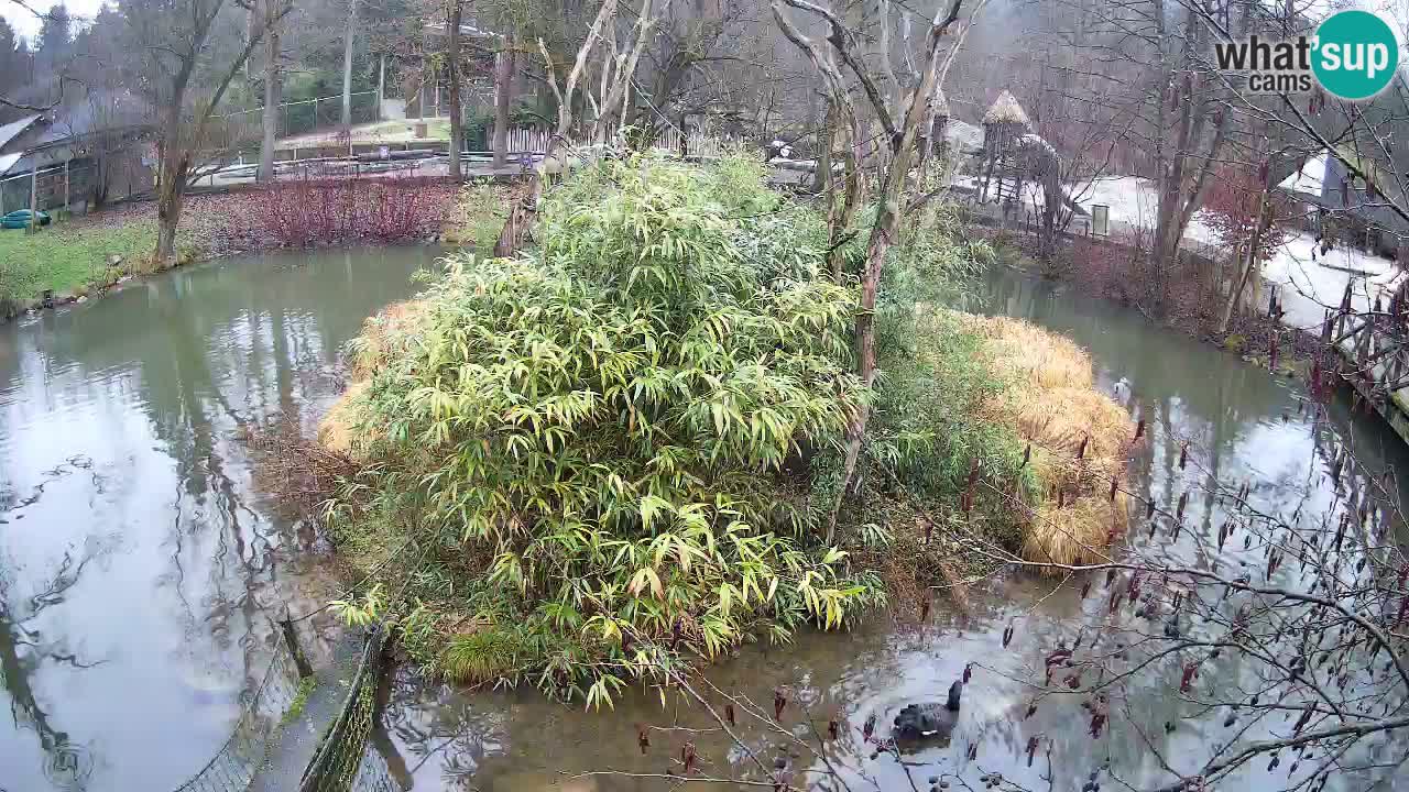 Gibbone dalle guance rosa nello ZOO di Ljubljana