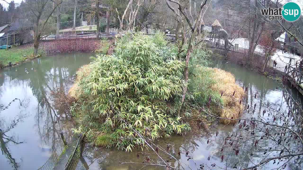 Südlicher Gelbwangen-Schopfgibbon Zoo Ljubljana webcam