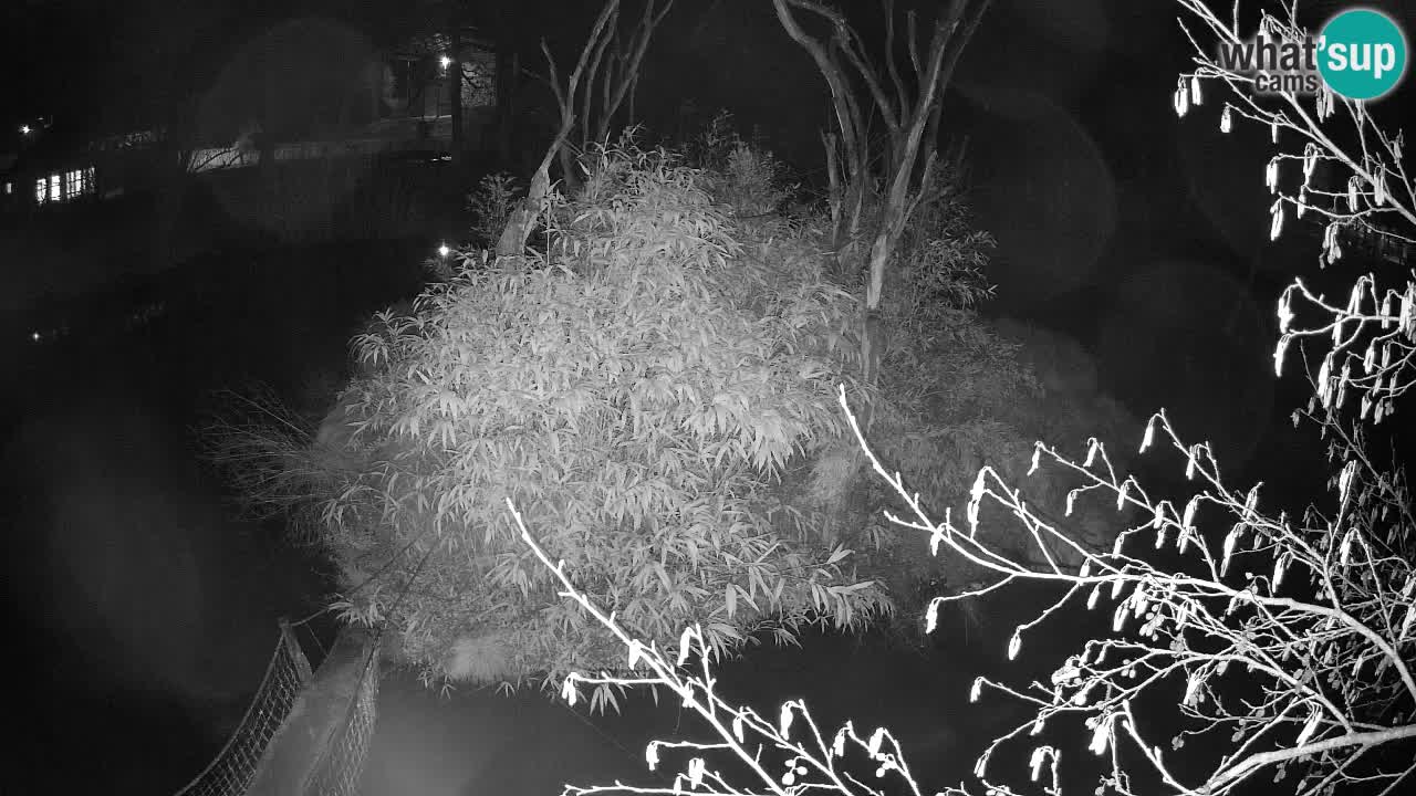 Südlicher Gelbwangen-Schopfgibbon Zoo Ljubljana webcam