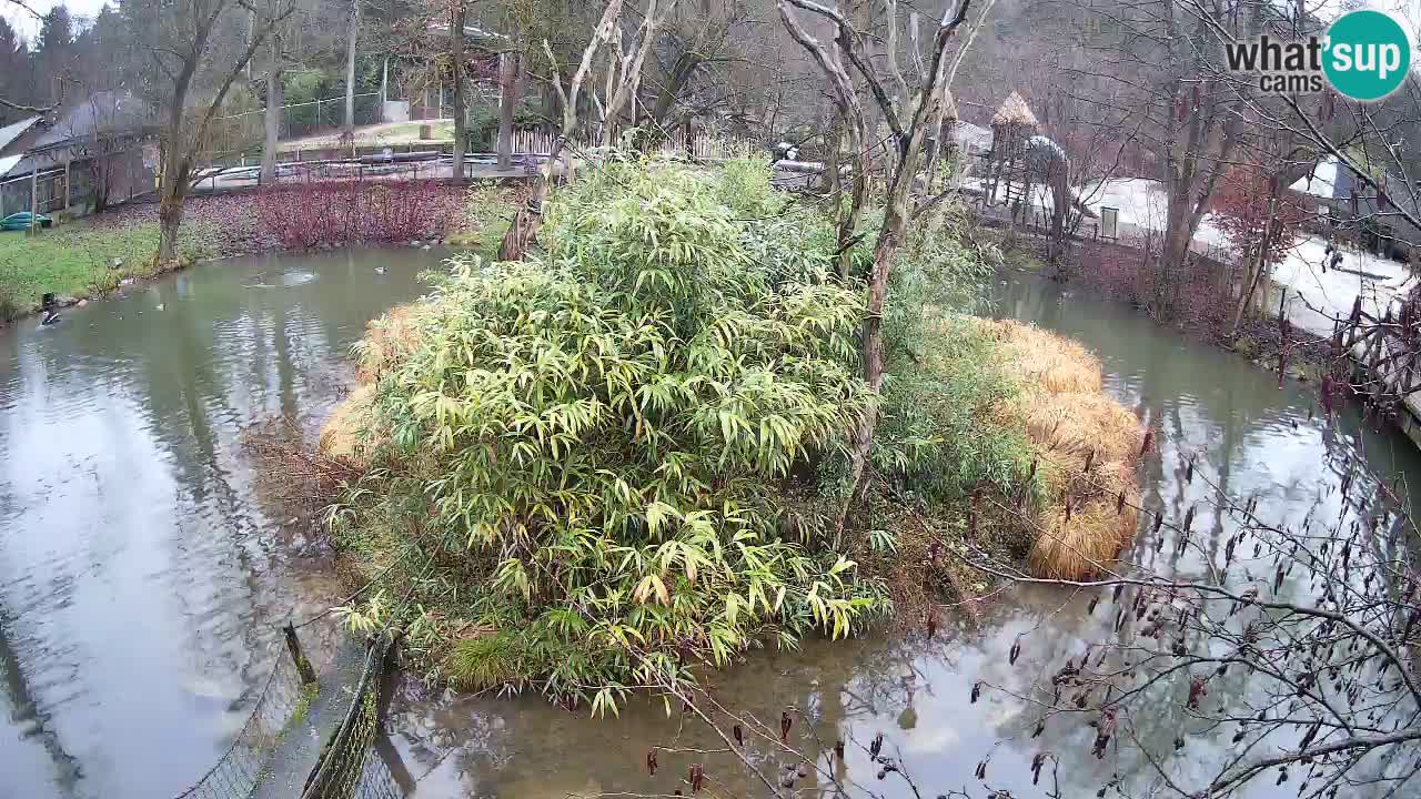 Südlicher Gelbwangen-Schopfgibbon Zoo Ljubljana webcam