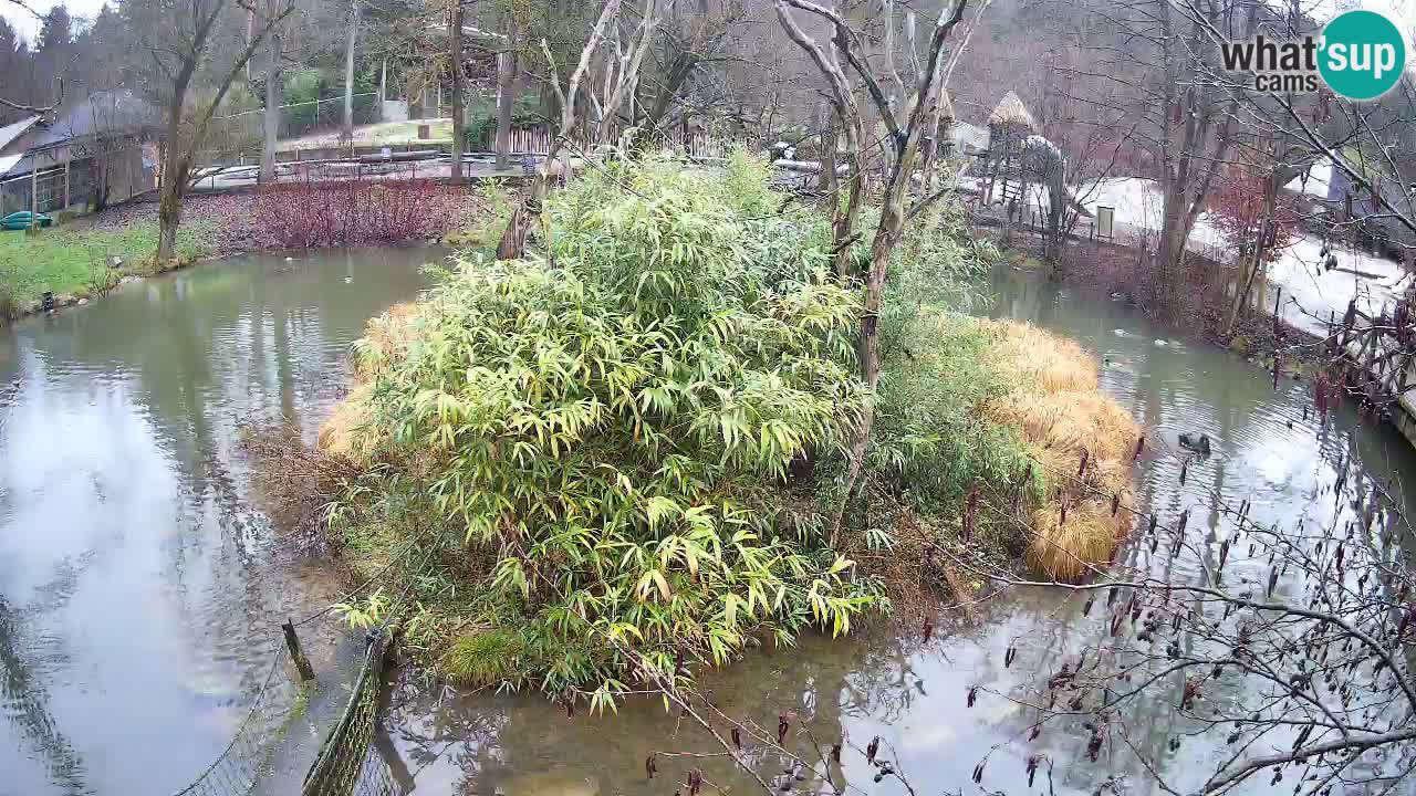 Südlicher Gelbwangen-Schopfgibbon Zoo Ljubljana webcam