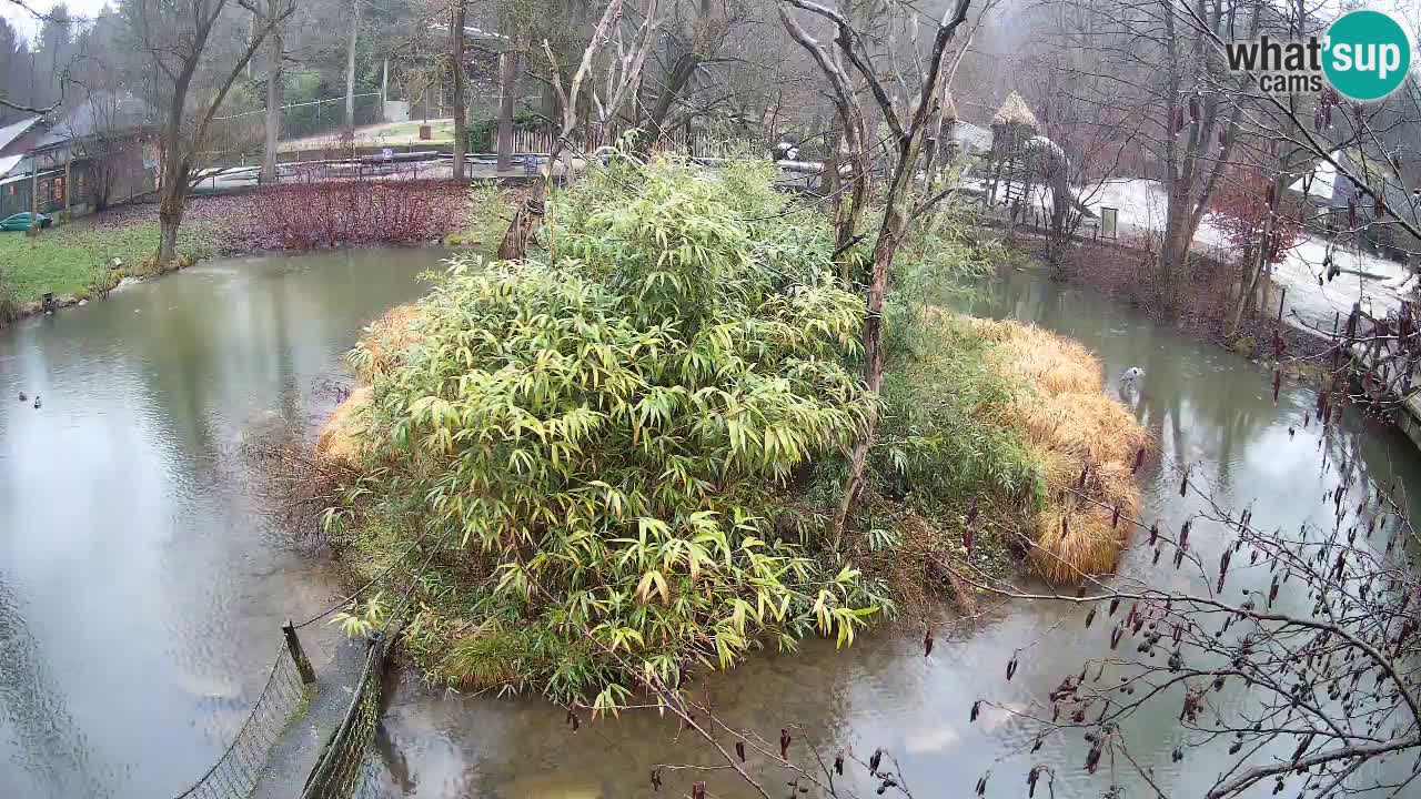 Südlicher Gelbwangen-Schopfgibbon Zoo Ljubljana webcam