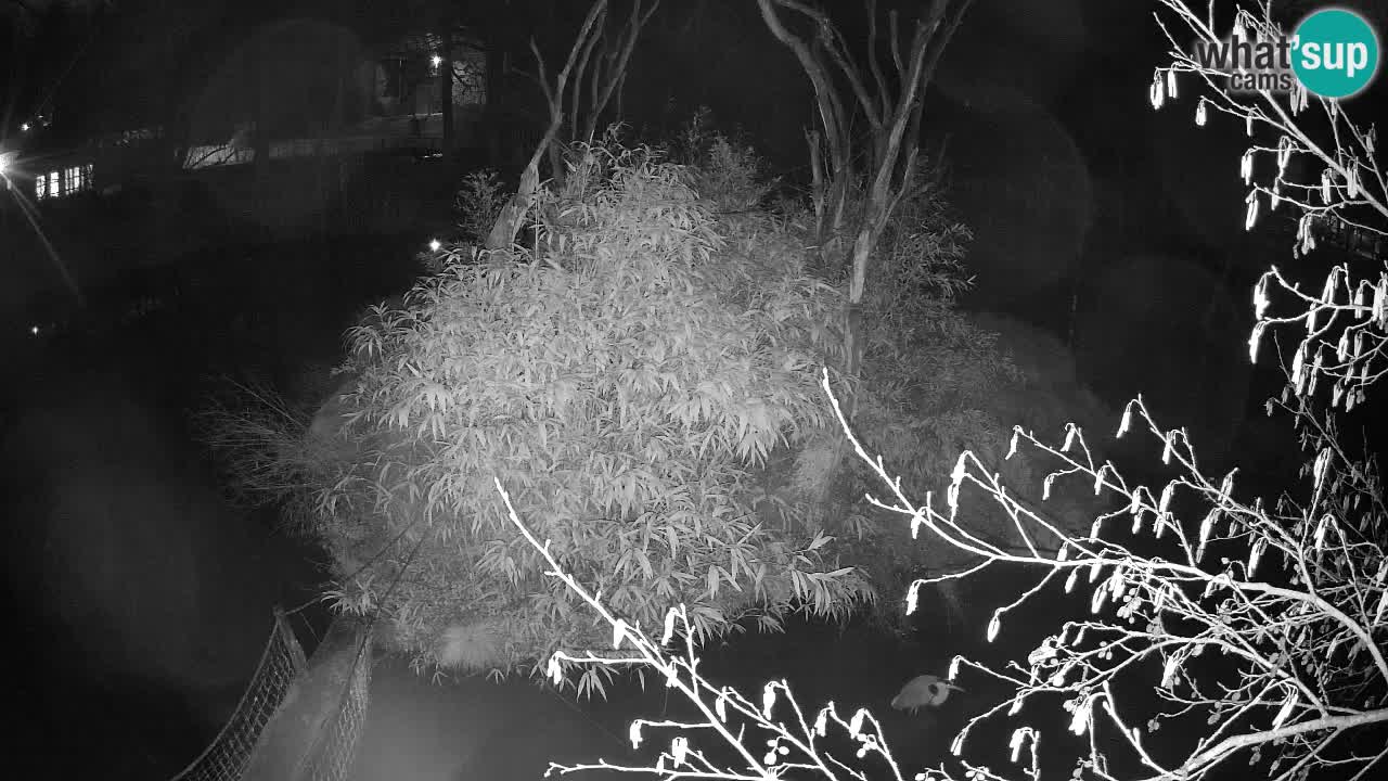 Gibon – Nomascus gabriellae – Zoo Ljubljana web kamera