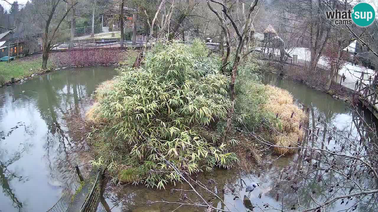 Gibon – Nomascus gabriellae – Zoo Ljubljana web kamera
