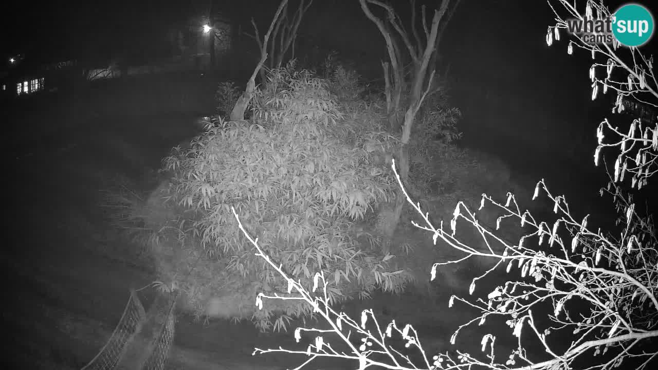 Gibbone dalle guance rosa nello ZOO di Ljubljana