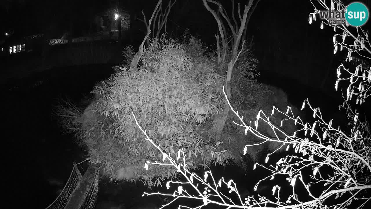 Südlicher Gelbwangen-Schopfgibbon Zoo Ljubljana webcam