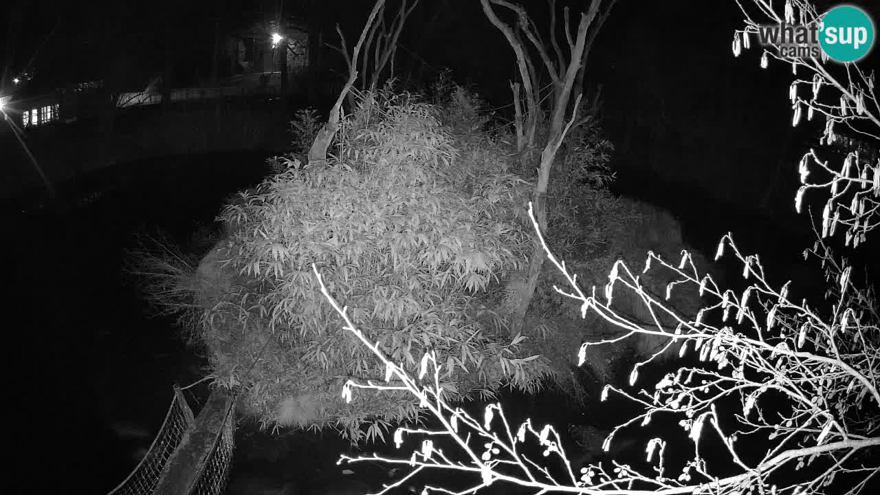 Südlicher Gelbwangen-Schopfgibbon Zoo Ljubljana webcam