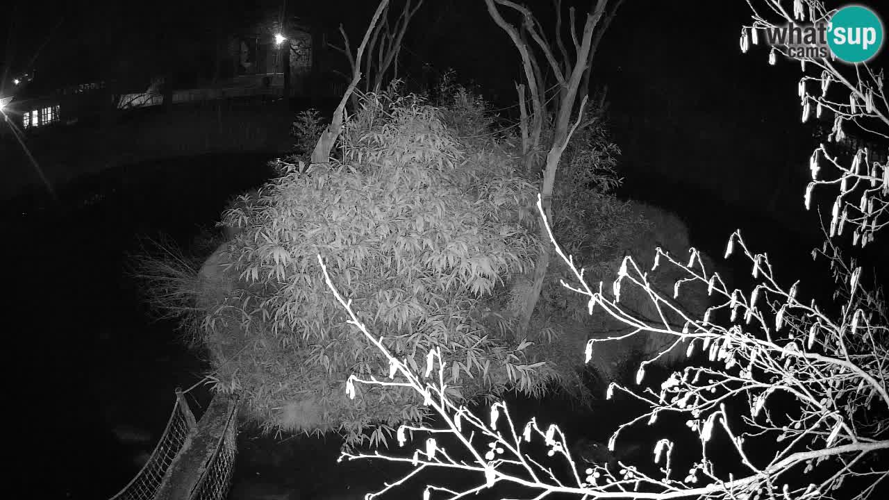 Yellow-cheeked gibbon Zoo Ljubljana livecam