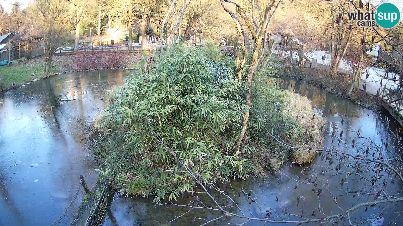 Yellow-cheeked gibbon Zoo Ljubljana livecam