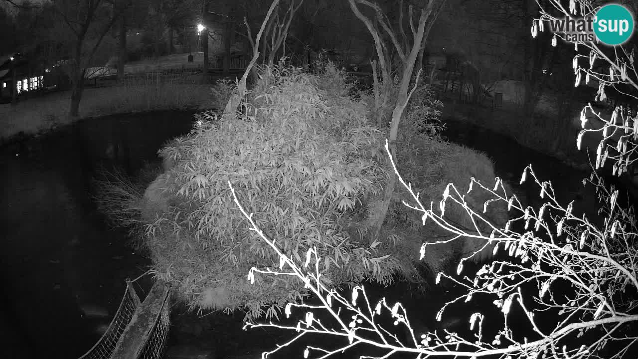 Yellow-cheeked gibbon Zoo Ljubljana livecam