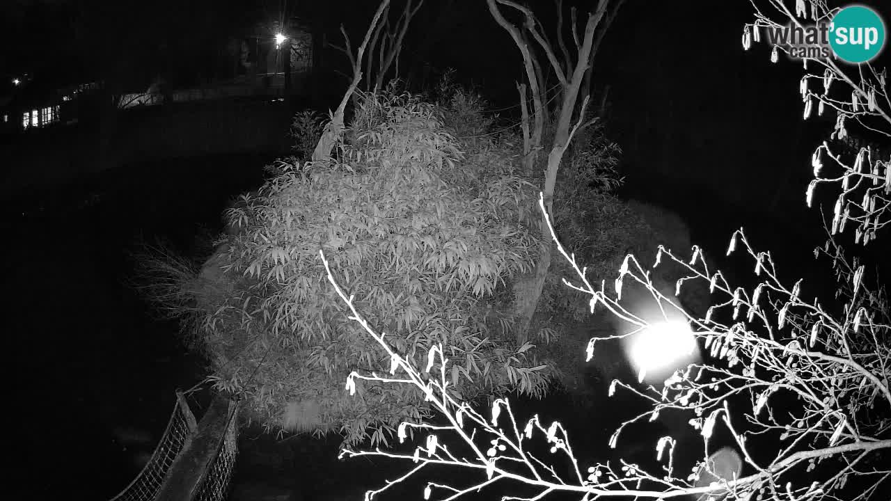 Südlicher Gelbwangen-Schopfgibbon Zoo Ljubljana webcam