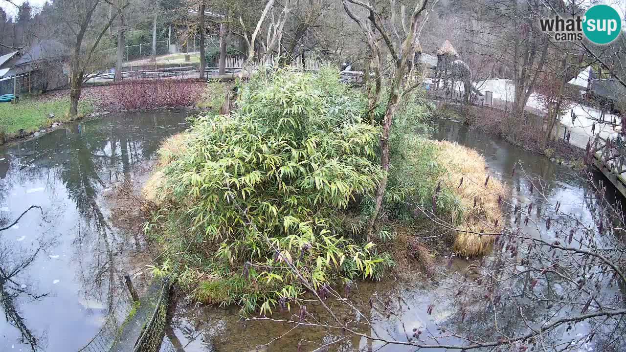 Gibbon à joues jaunes Zoo Ljubljana live cam