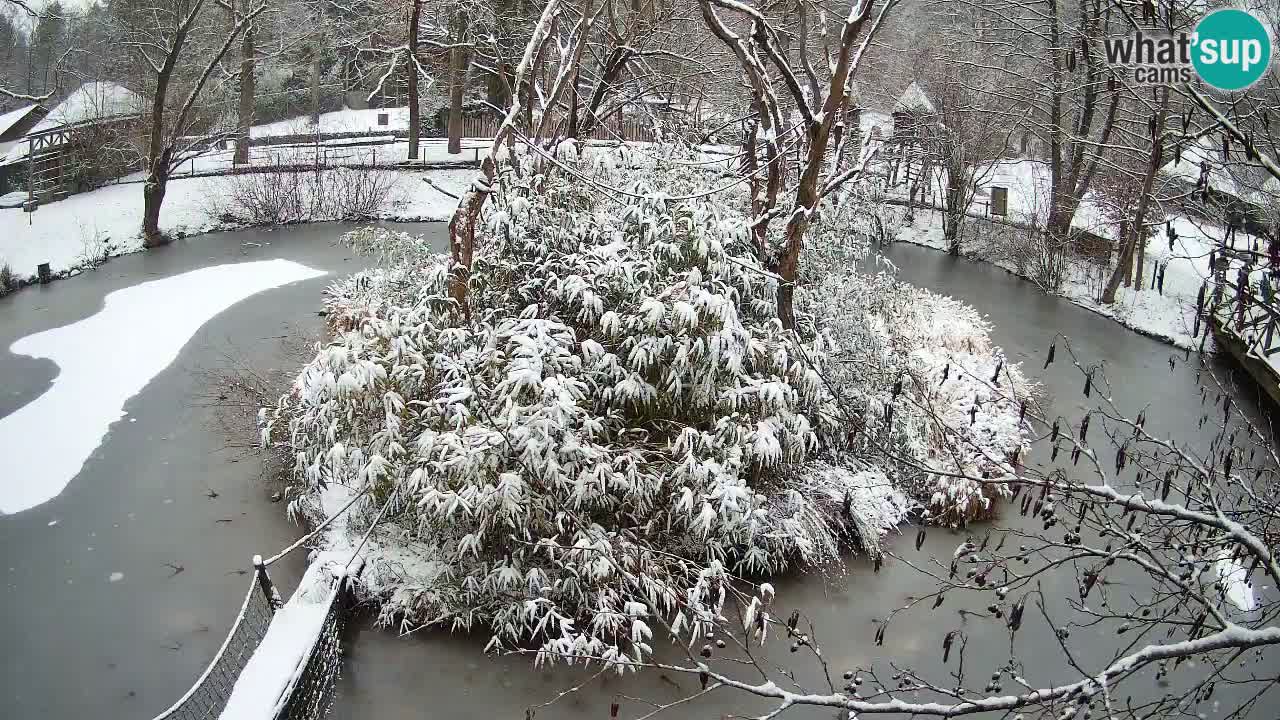 Gibbone dalle guance rosa nello ZOO di Ljubljana
