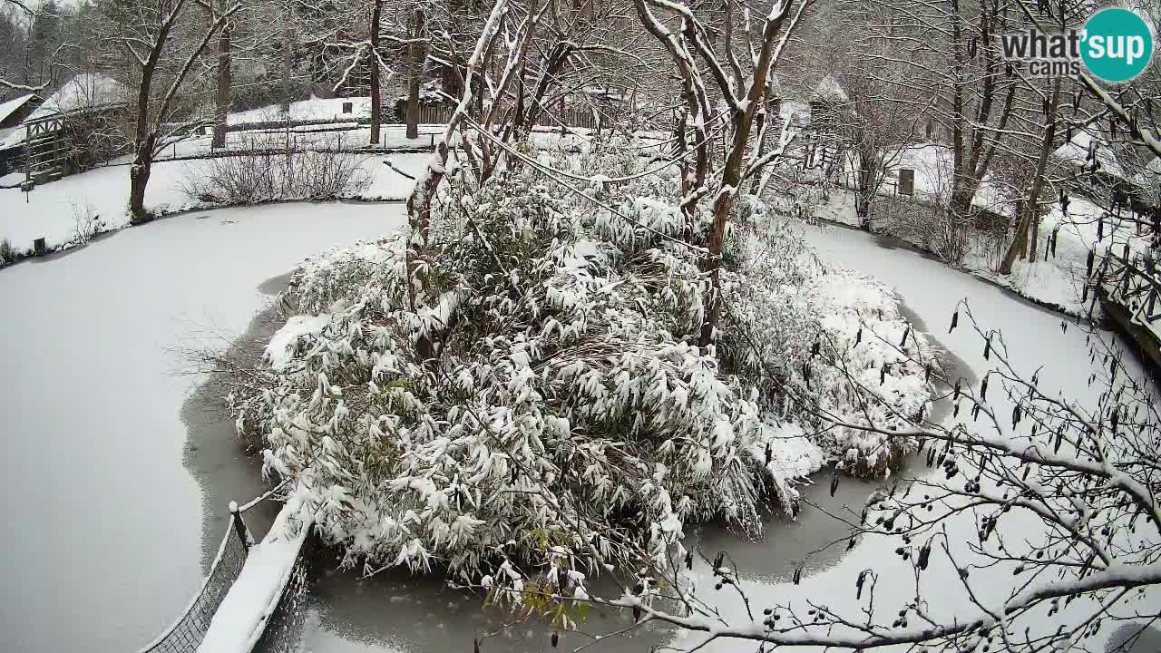 Zlatolični gibon živalski vrt Ljubljana