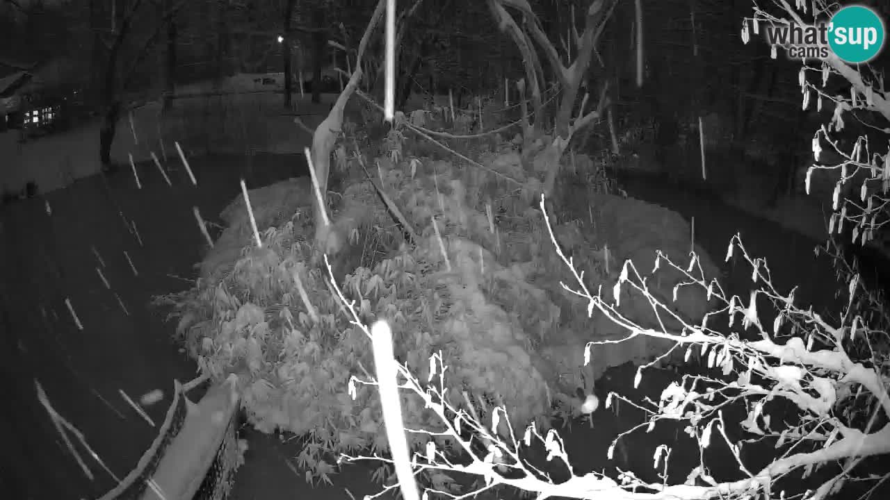 Yellow-cheeked gibbon Zoo Ljubljana livecam