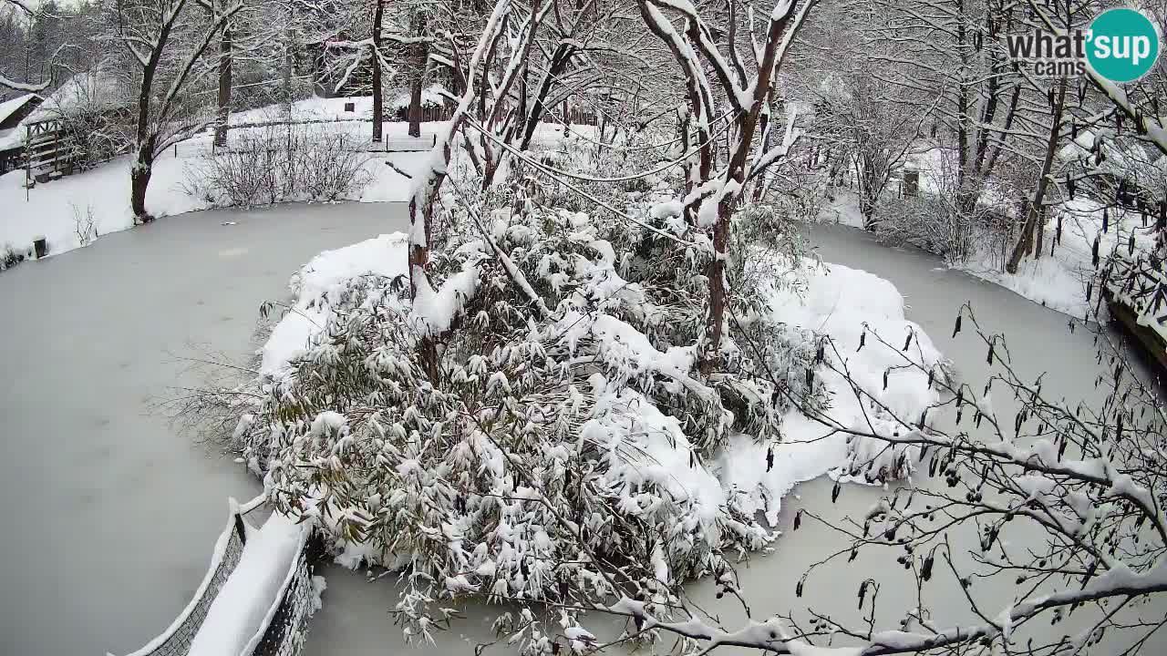 Gibbone dalle guance rosa nello ZOO di Ljubljana